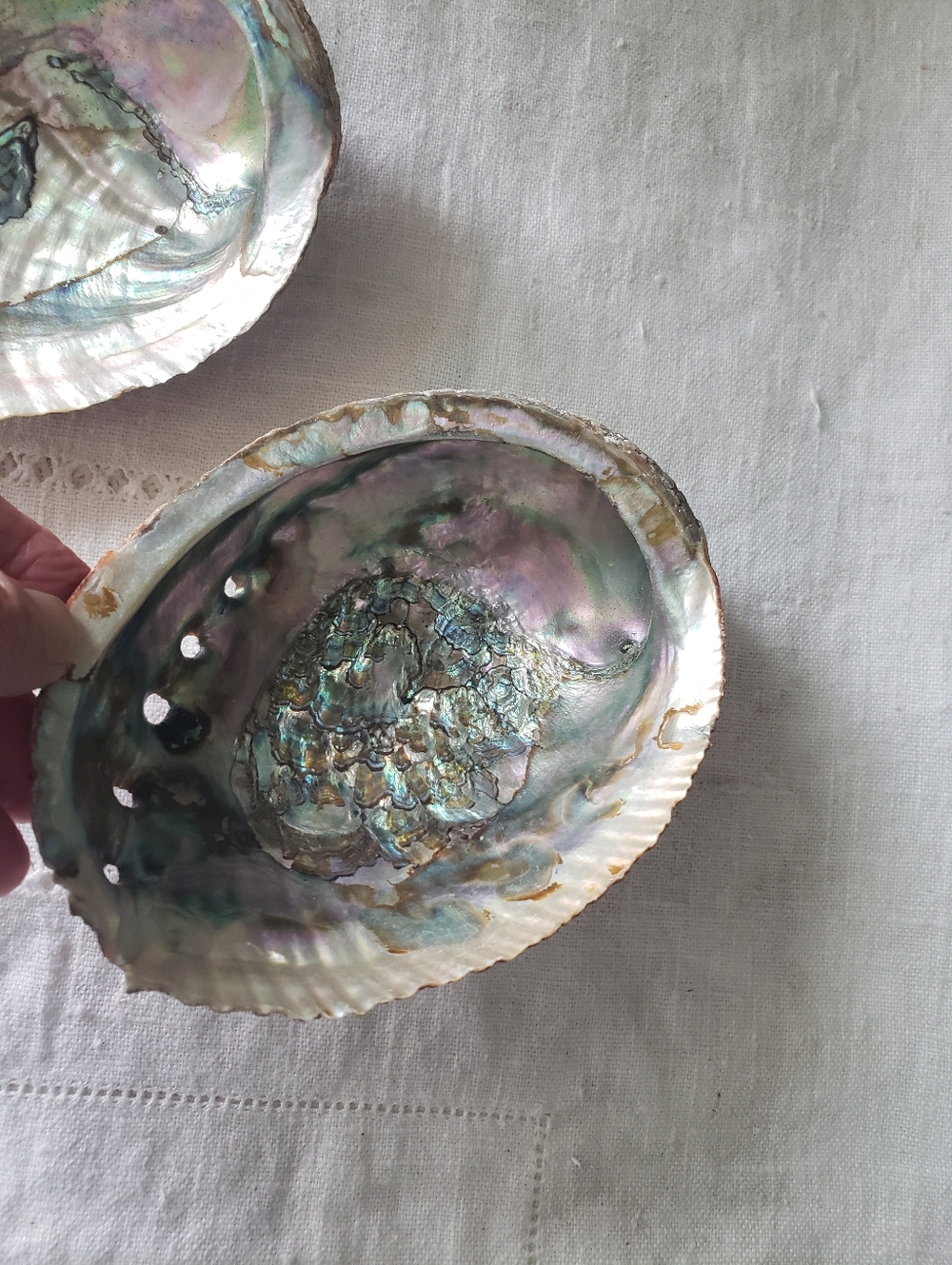 2 Abalone Shells - Picture 4 of 7